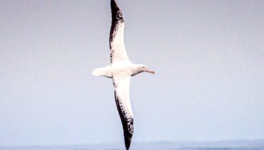 Albatross