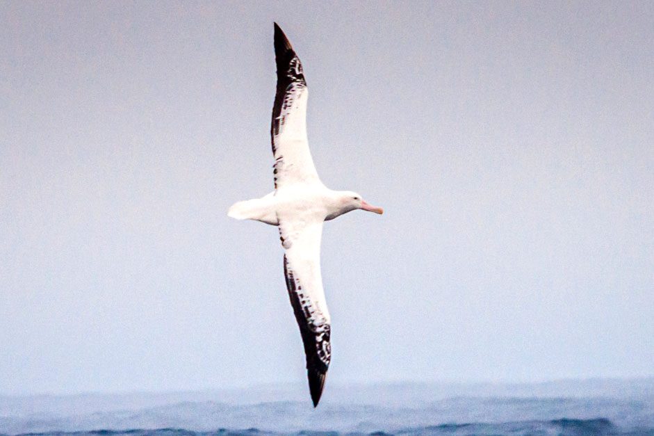 the wandering albatross speed