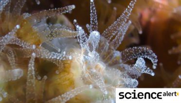 Northern star coral under a microscope. (Alicia Schickle/Roger Williams University)