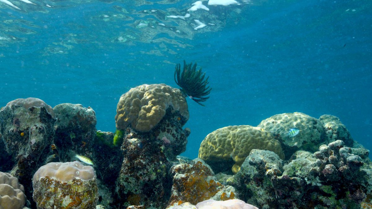Porites cf. lobata is a key reef-building coral