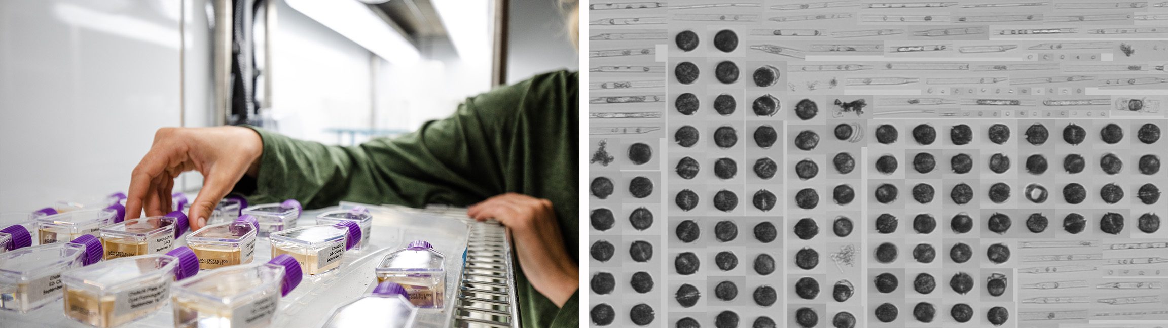 (Left) Evie Fachon arranges <em>Alexandrium</em> cultures in the incubator at WHOI's Anderson Lab. (Right) A dashboard image from the IFCB shows high concentrations of the <em>Alexandrium</em> (dark round cells) found in a Bering Strait water sample. (In order of appearance, photos are courtesy of Daniel Hentz and Evie Fachon, © Woods Hole Oceanographic Institution)