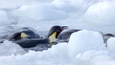 emperor penguins