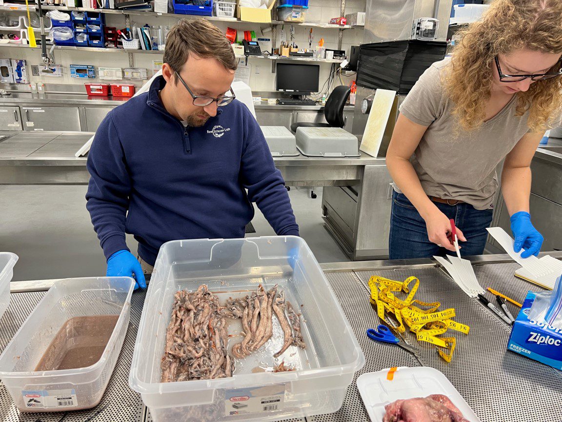 Arostegui (left) and Ciara Willis (right) prepare to dissect fish collected from the longliner research cruise. Analysis of stomach contents will help the researchers paint a more nuanced picture of the marine food web, connecting large predators with smaller fish that migrate between the ocean twilight zone and surface. (Photo by Camrin Braun, © Woods Hole Oceanographic Institution)