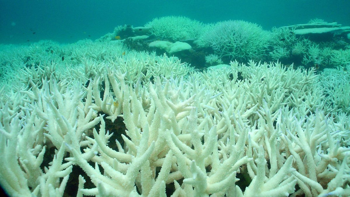 Is the Great Barrier Reef making a comeback?