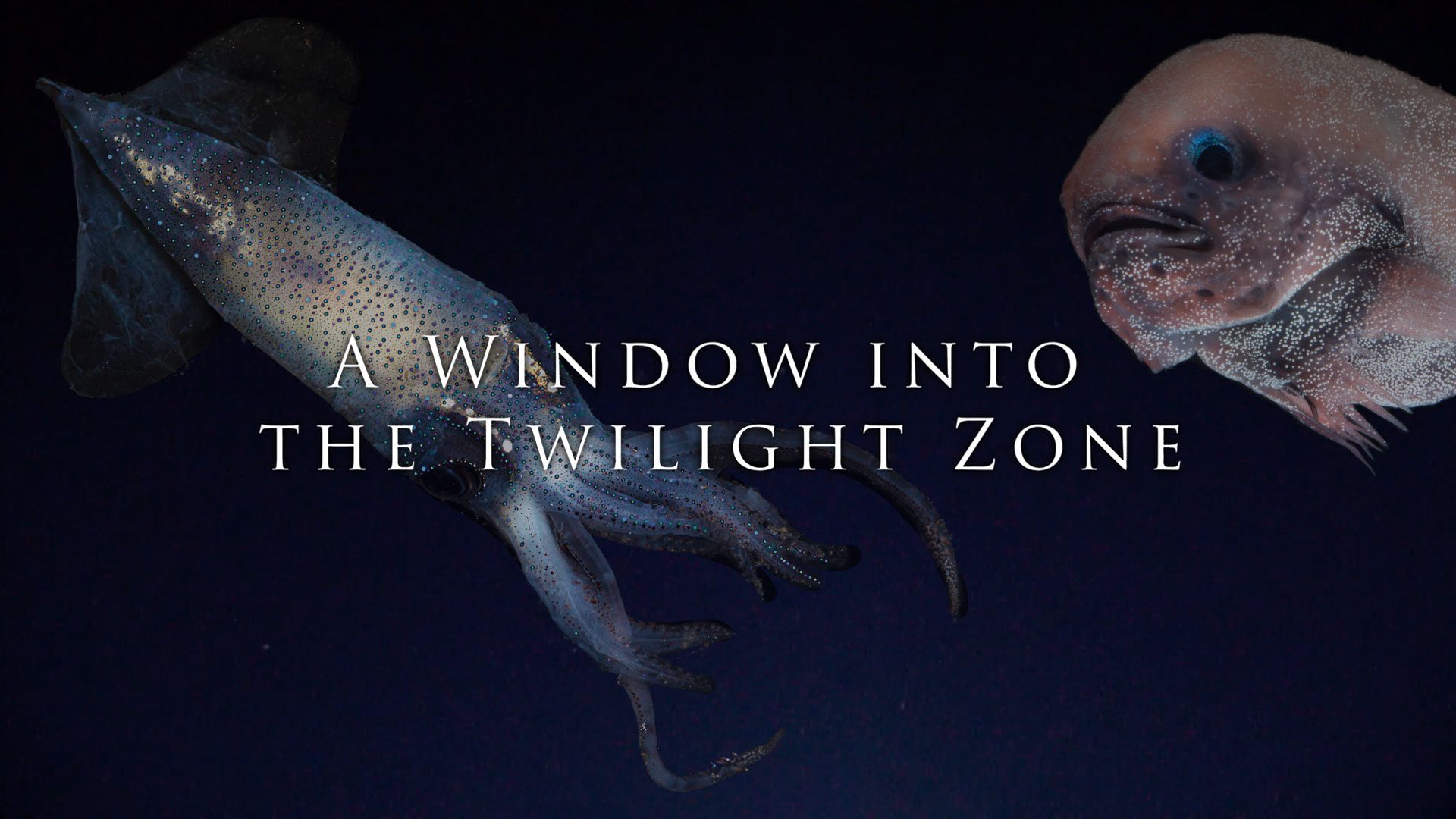 Window into the Twilight Zone