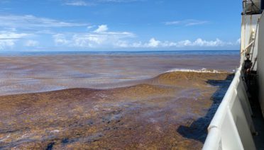 Great Atlantic Sargassum Belt