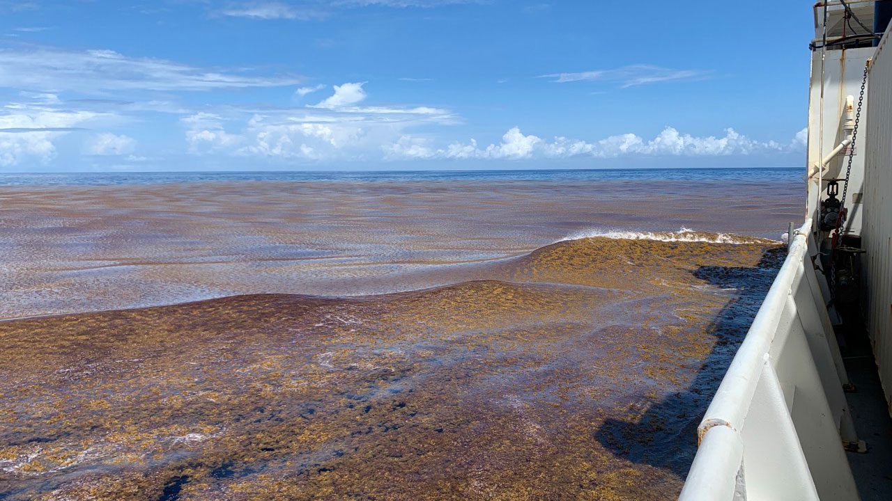 Great Atlantic Sargassum Belt