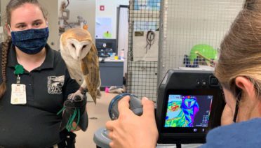 thermal image of a barn owl