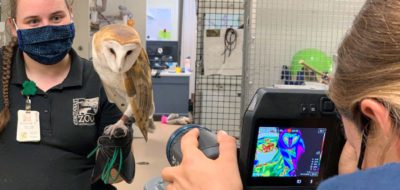thermal image of a barn owl