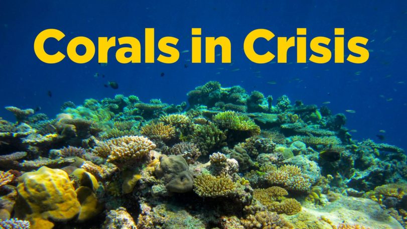 Corals in Crisis