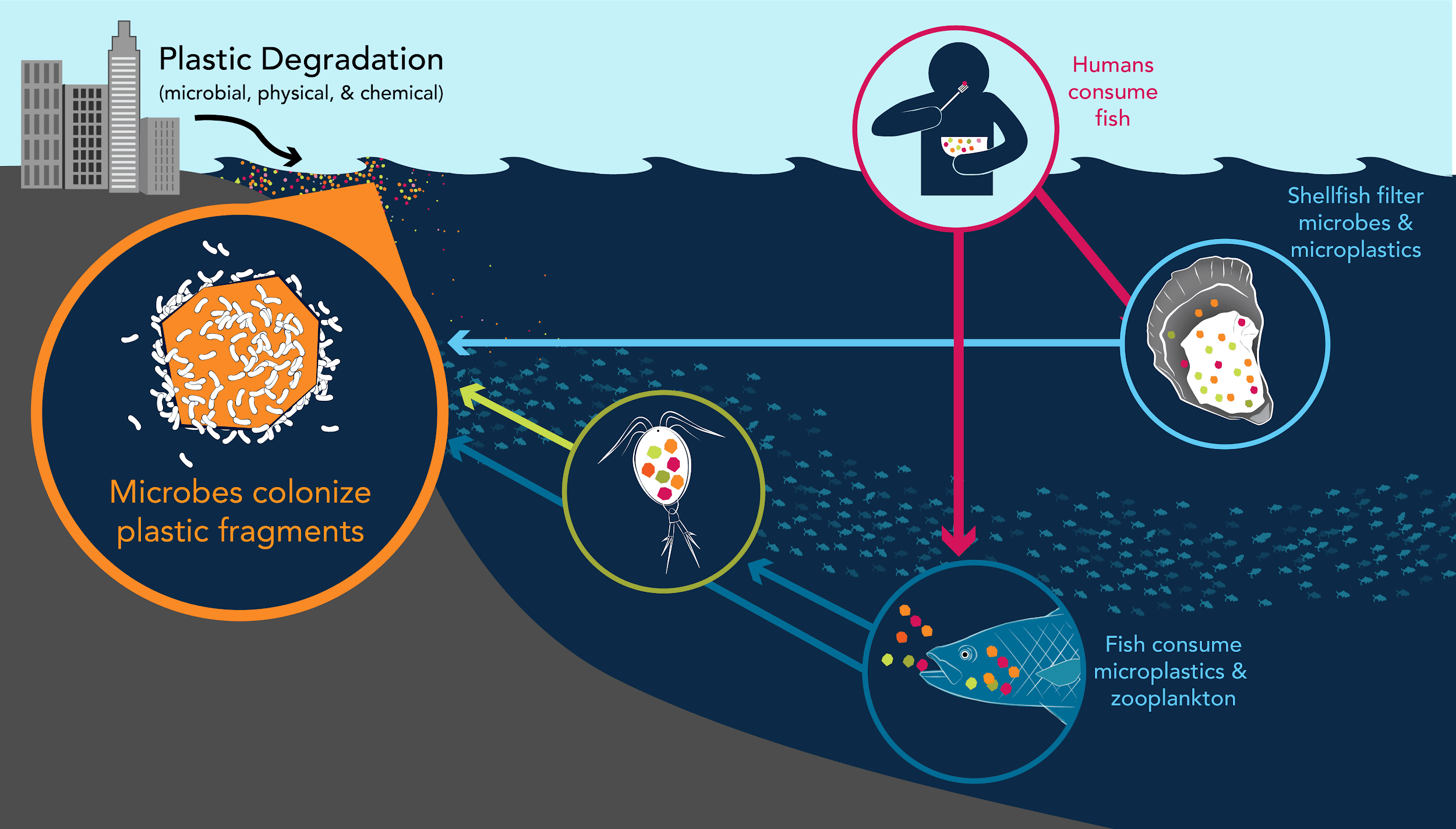 Plastics enter the ocean through many sources for example from runoff,  rivers, and ground water. Plastics enter the food chain by consumption by plankton such as copepods, the most abundant multicellular organisms in the ocean.  Fish then eat the copepods and humans consume the fish, bringing the plastics full circle back to humans.
(Illustration by Natalie Renier ©Woods Hole Oceanographic Institution) 

