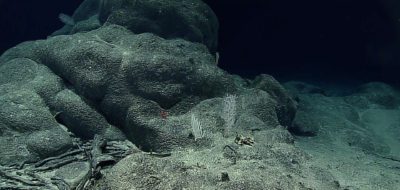 Ferromanganese crusts draping rocks
