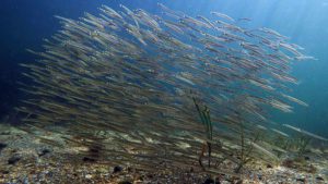 A school of baitfish swam off the coast of Biddeford, Maine, 