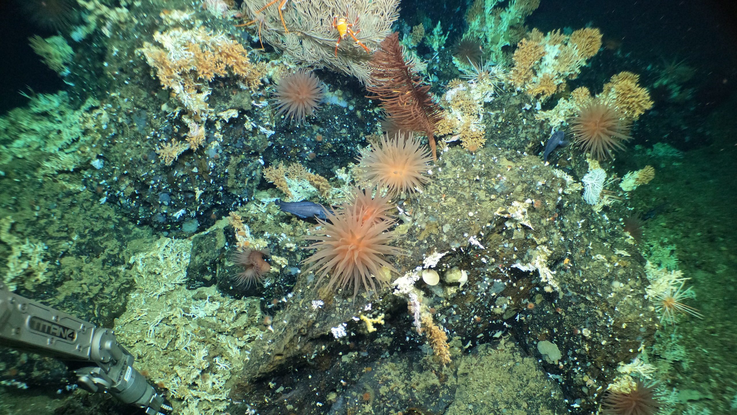 HOV Alvin’s manipulator arm collects samples from rocky outcrop at the crest of a ridge, populated by cold water corals, squat lobsters, anemones, basket stars and deep-sea fish.