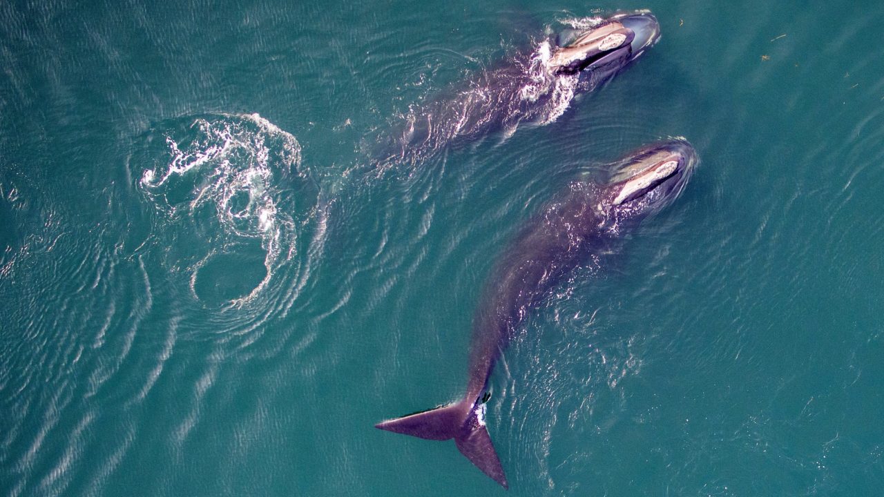 Two North Atlantic right whales skim feeding in Cape Cod Bay. (Photo by Michael Moore and Caroline Miller © Woods Hole Oceanographic Institution under NOAA NFMS Permit #21371)