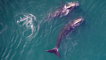 Two North Atlantic right whales skim feeding in Cape Cod Bay. (Photo by Michael Moore and Caroline Miller © Woods Hole Oceanographic Institution under NOAA NFMS Permit #21371)