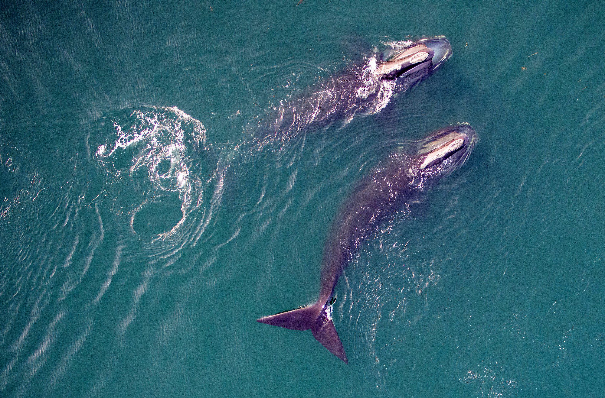 Recognizing Massachusetts Right Whale Day