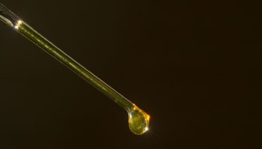 A pipette droplet of oil extracted from algae.