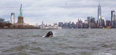right whale in NY Harbor
