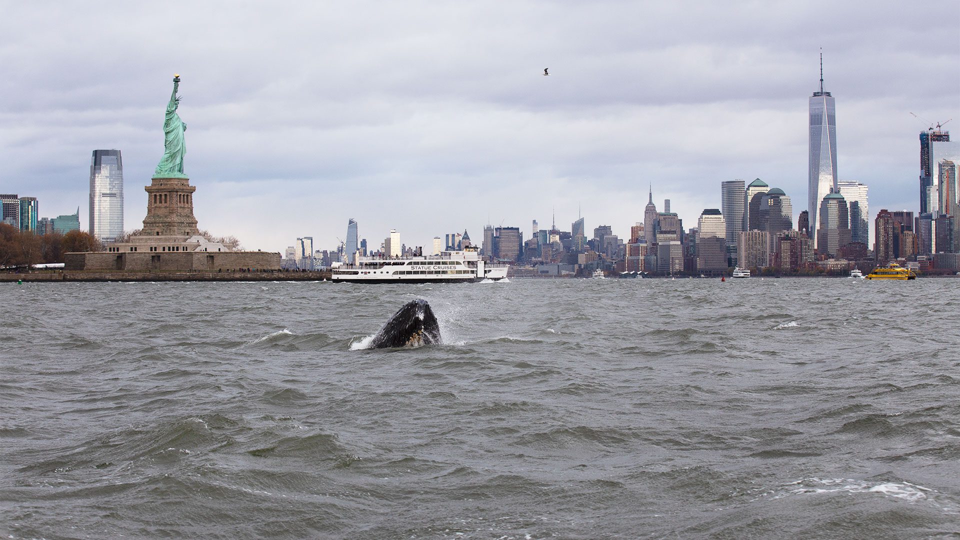 right whale in NY Harbor