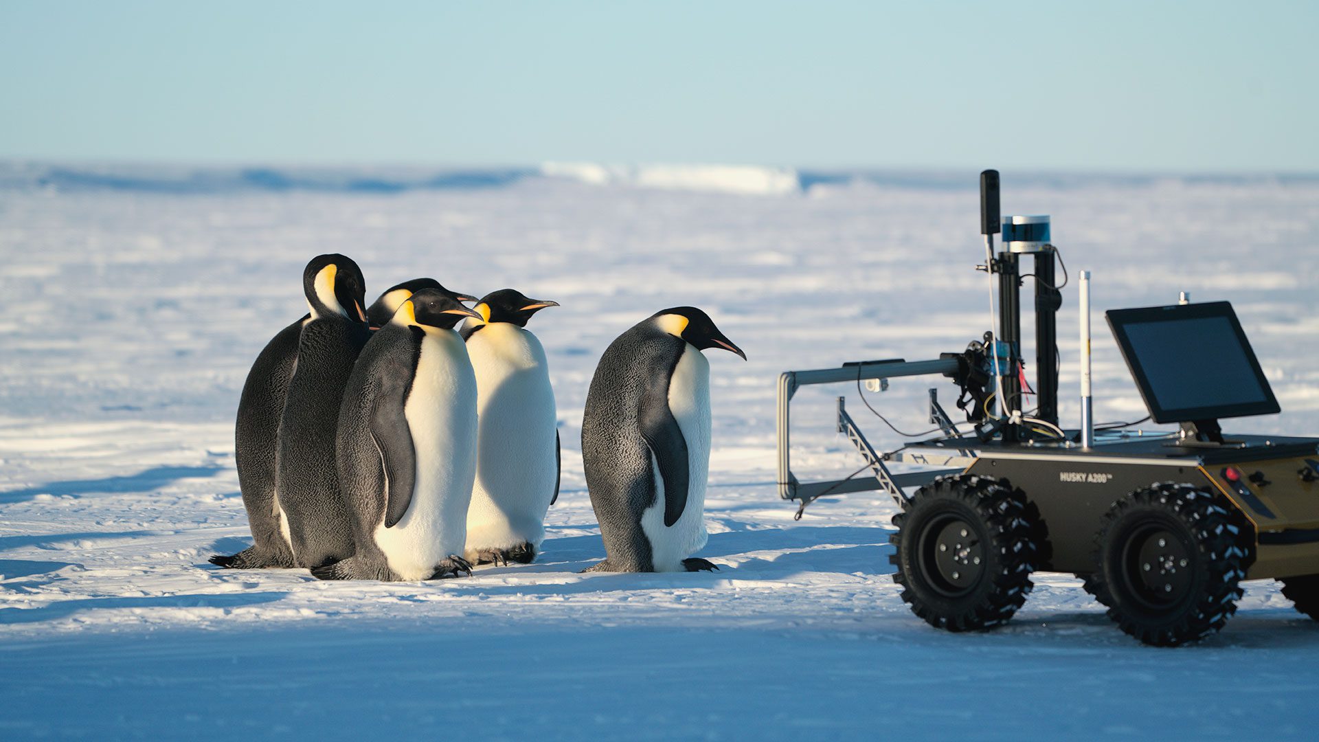 emperor penguins and ECHO