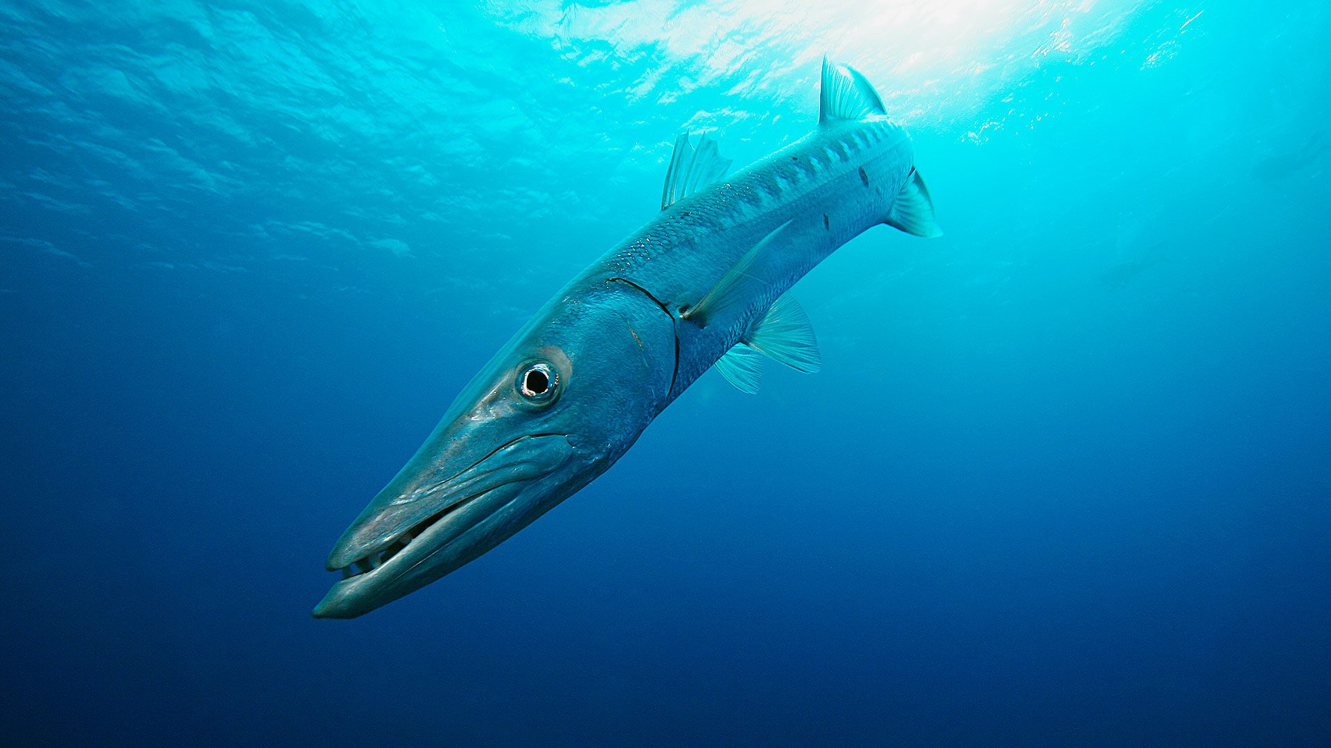 Barracuda