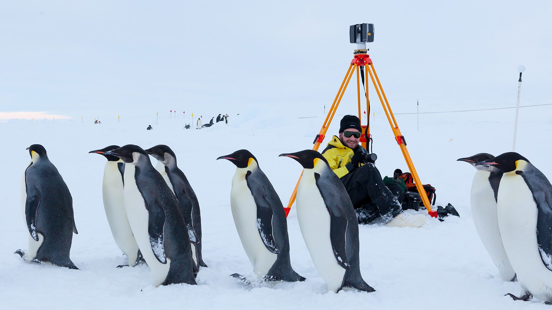 Emperor Penguins walk past a researcher and their camera. (Photo by Peter Kimball, © Woods Hole Oceanographic Institution)