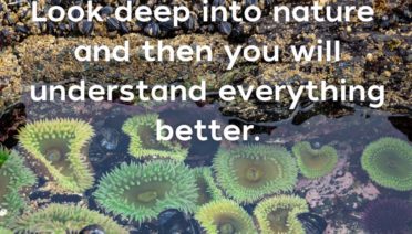 Albert Einstein Quote