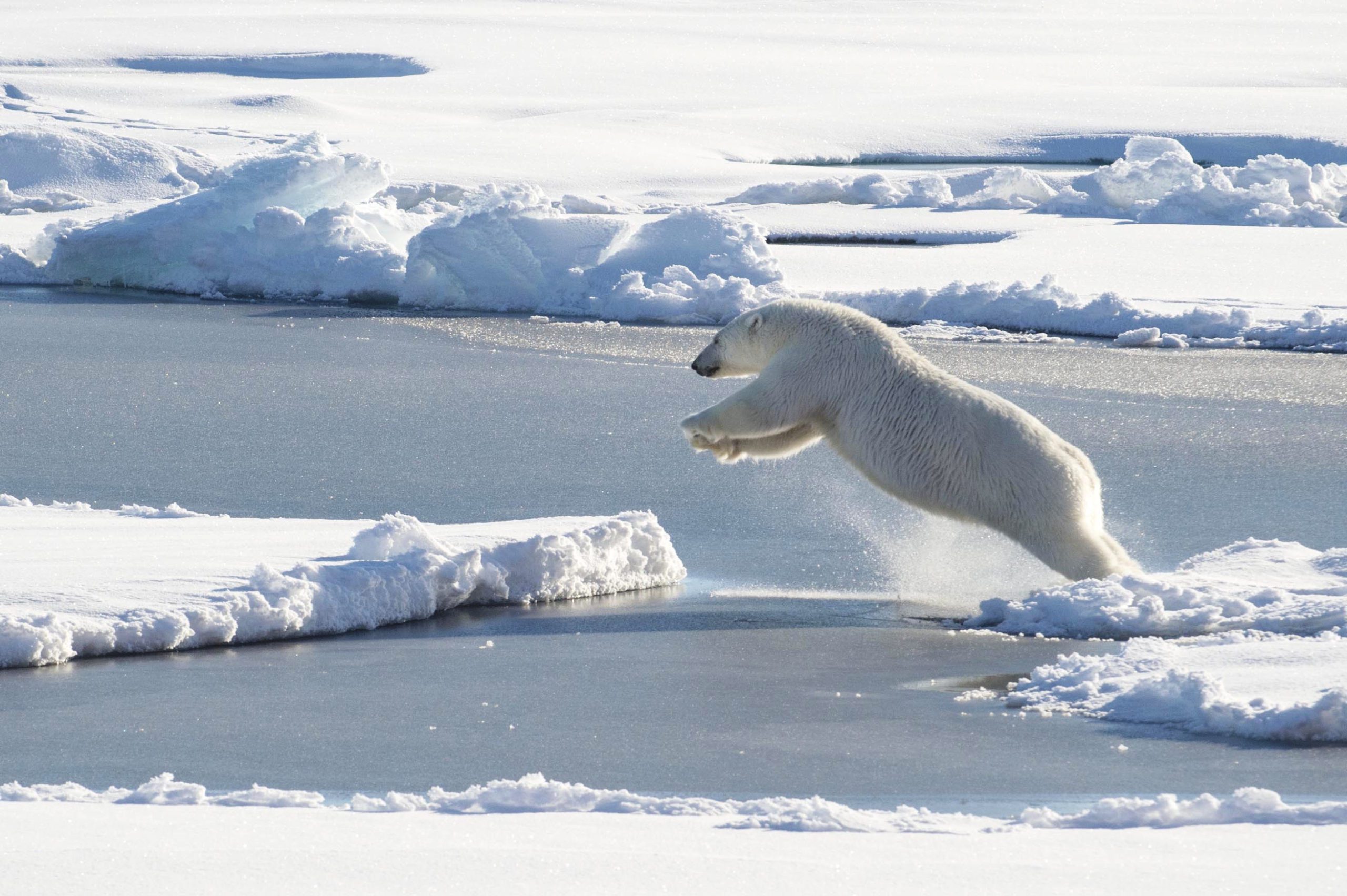 A polar bear is observed off Coast Guard Cutter <em>Healy's</em> stern Aug. 23, 2015, while the cutter was underway in the Arctic Ocean in support of Geotraces. (Photo by Cory Mendenhall, © USCG)