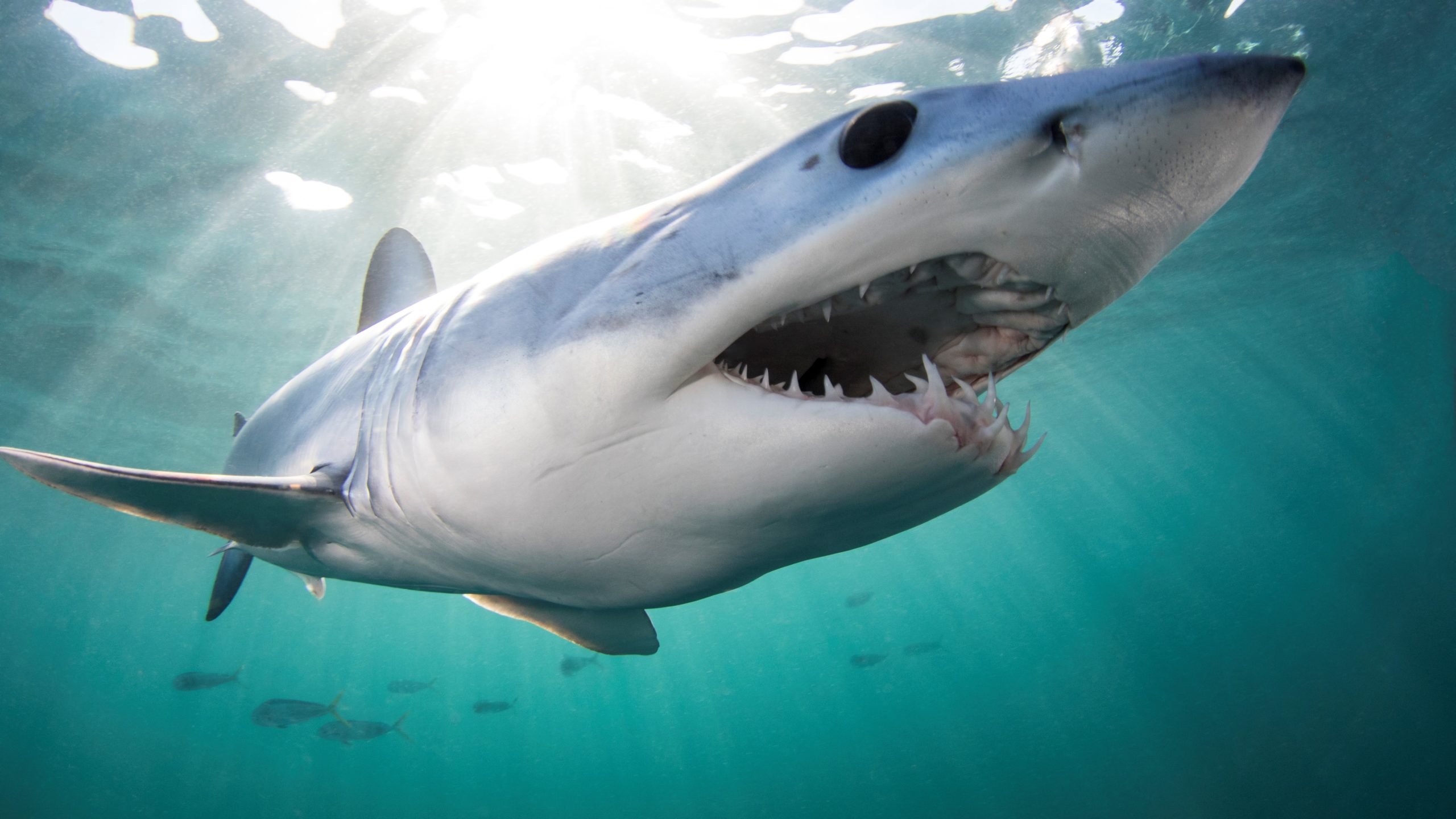 Mako Shark