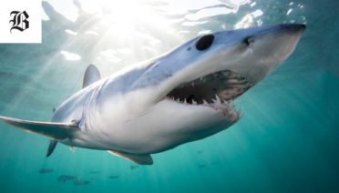 A Mako Shark in the Atlantic Ocean offshore from Cape Cod. (Photo by Tom Burns, © Boston Globe)