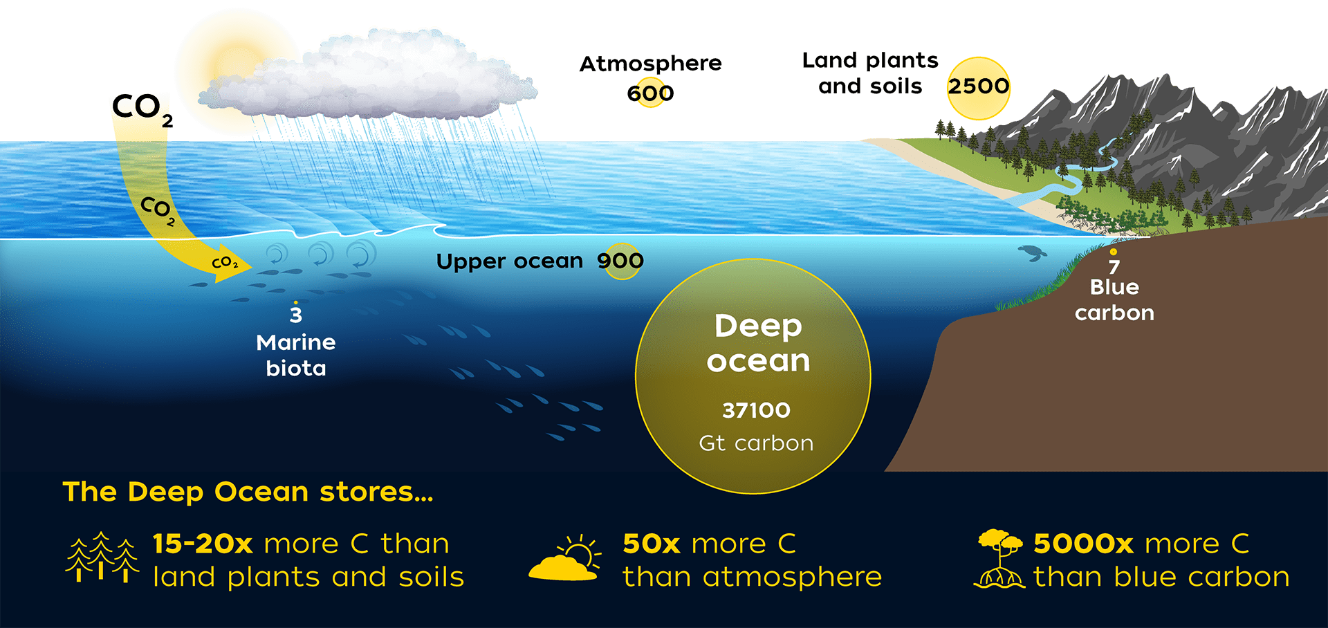 The deep ocean is the largest reservoir of carbon on the planet, containing 37,100 gigatons—roughly 15-20 times more than that sequestered by land plants. (Illustration by WHOI Creative, © Woods Hole Oceanographic Institution)