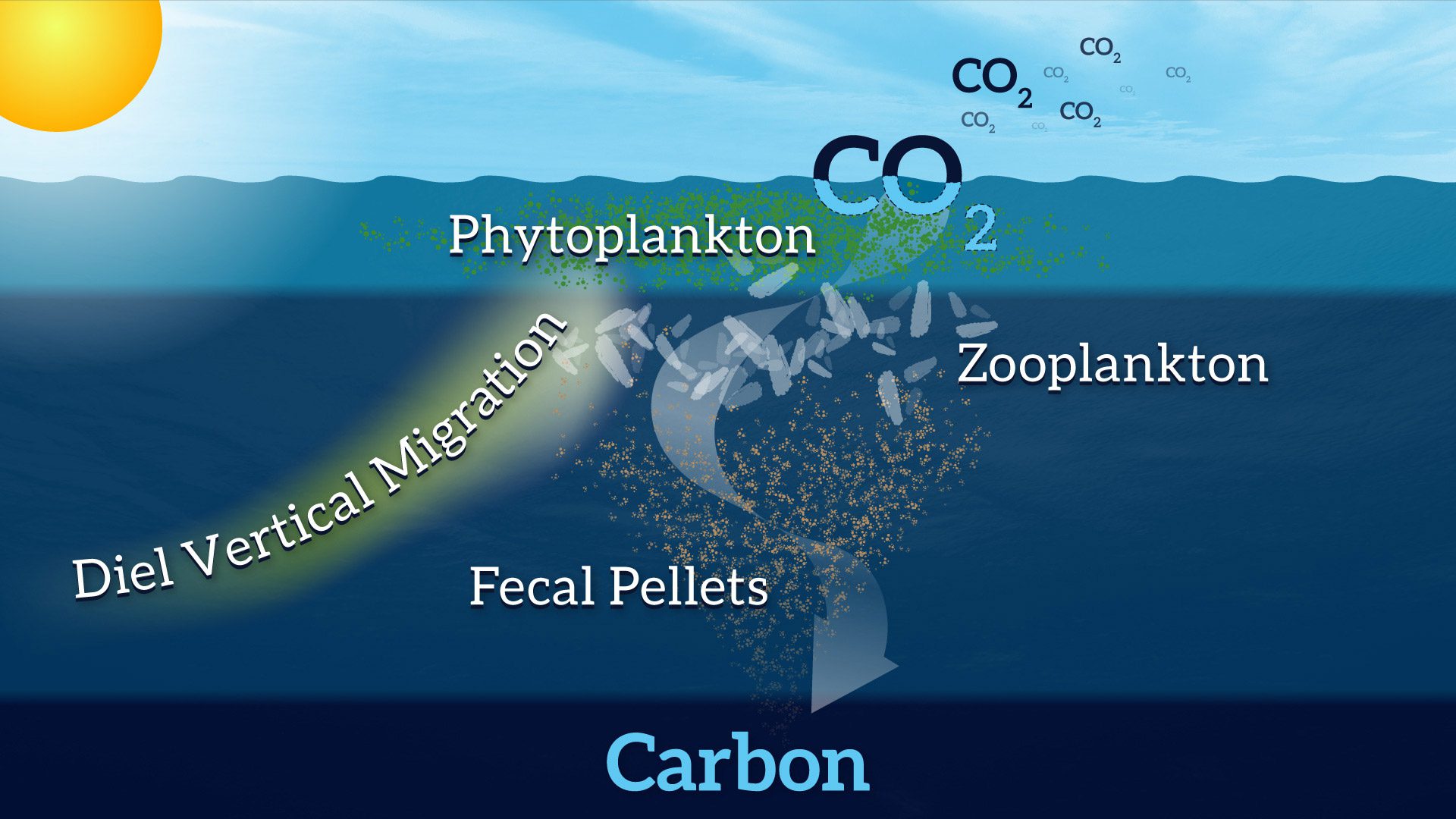 Biological Carbon Pump