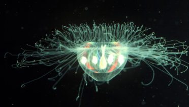 Delicate jellyfish such as this Crossota alba thrive in the Ocean Twilight Zone, where no wind, waves, or turbulence can tear them apart. In spite of their fragility, these gelatinous animals are often successful predators. (Photo by Larry Madin © WHOI)