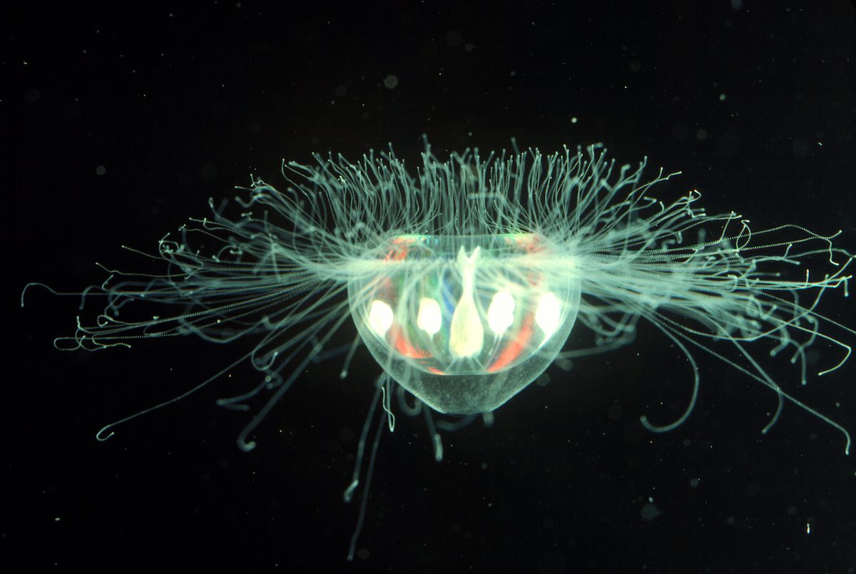 How does bioluminescence work? - Woods Hole Oceanographic Institution