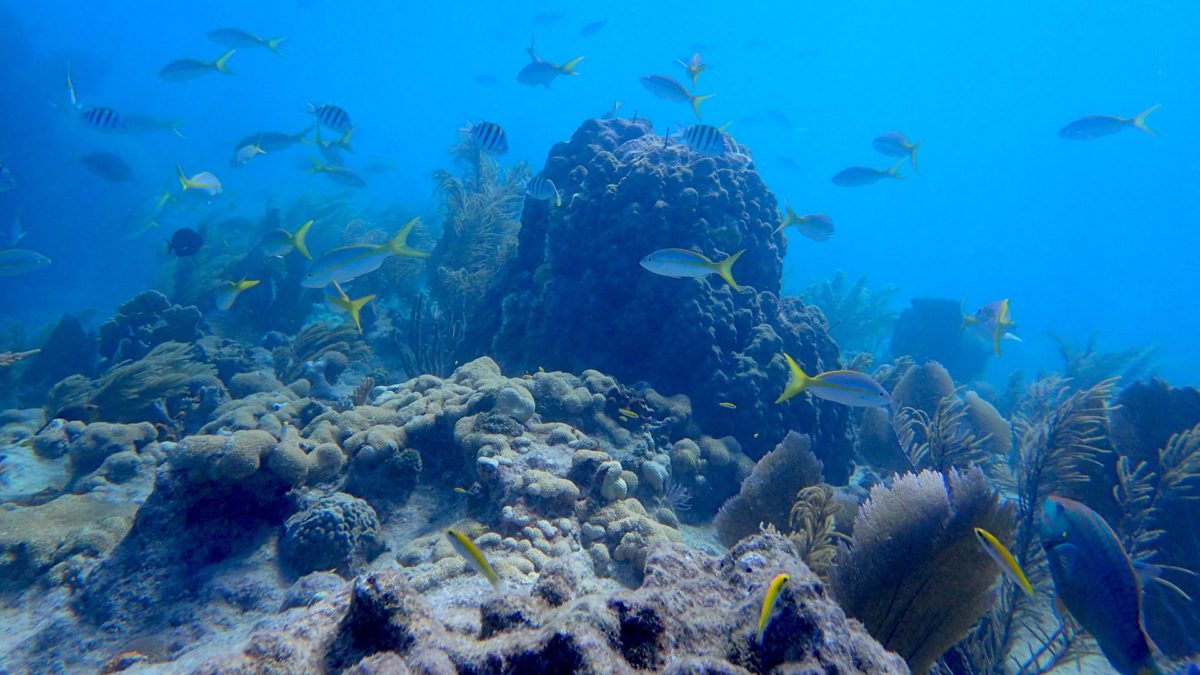 Florida coral reef