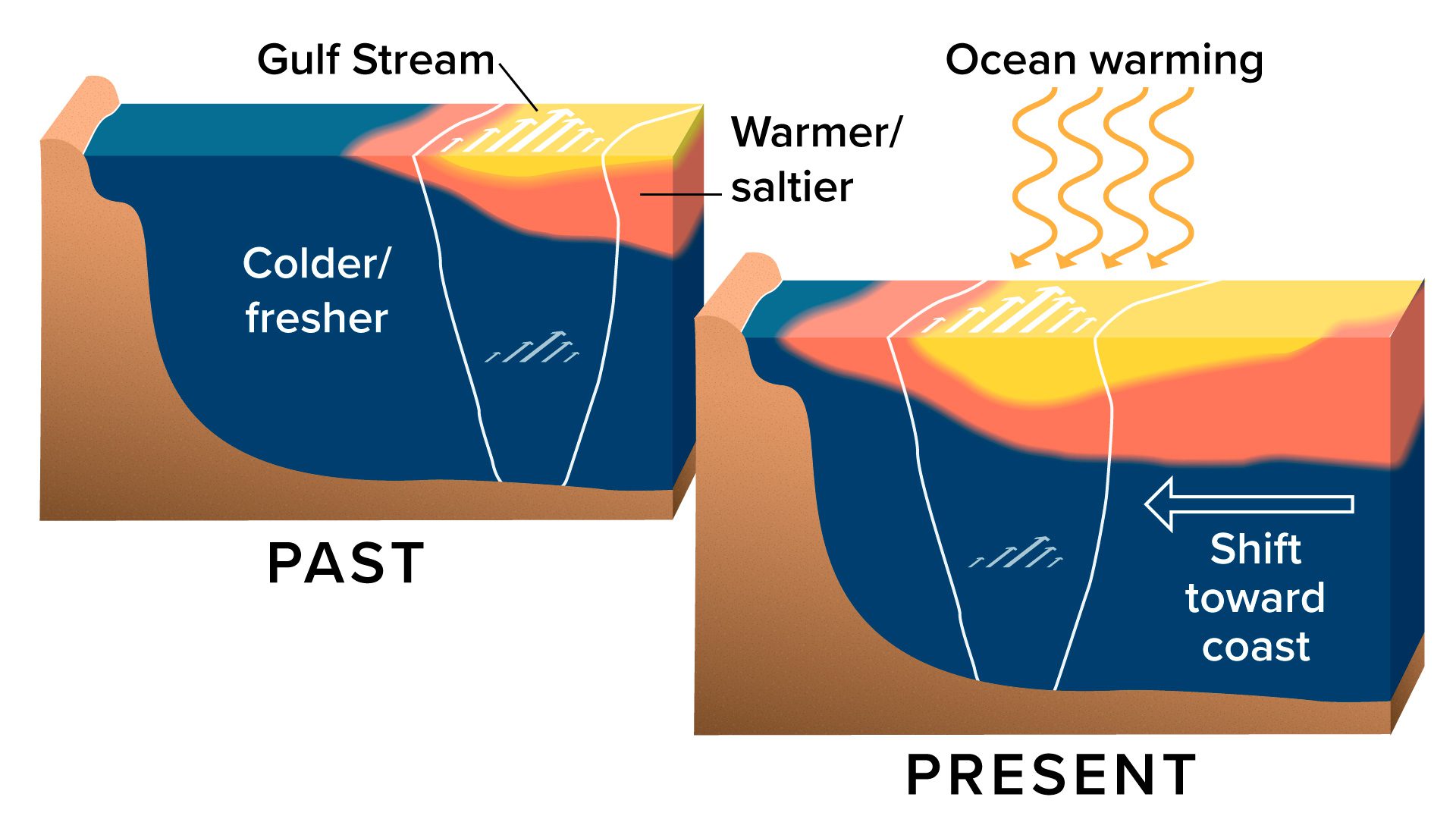 Warming in and near the Gulf Stream at present compared to the early 21st century is driven by heat from the atmosphere as well as a gradual shift of the Gulf Stream toward the coast. (Illustration by Natalie Renier ©Woods Hole Oceanographic Institution)