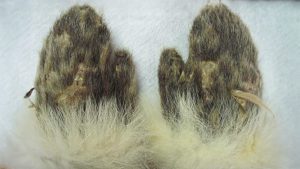 Henson's mittens