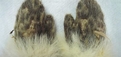 Henson's mittens