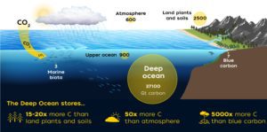 Earth carbon reservoirs