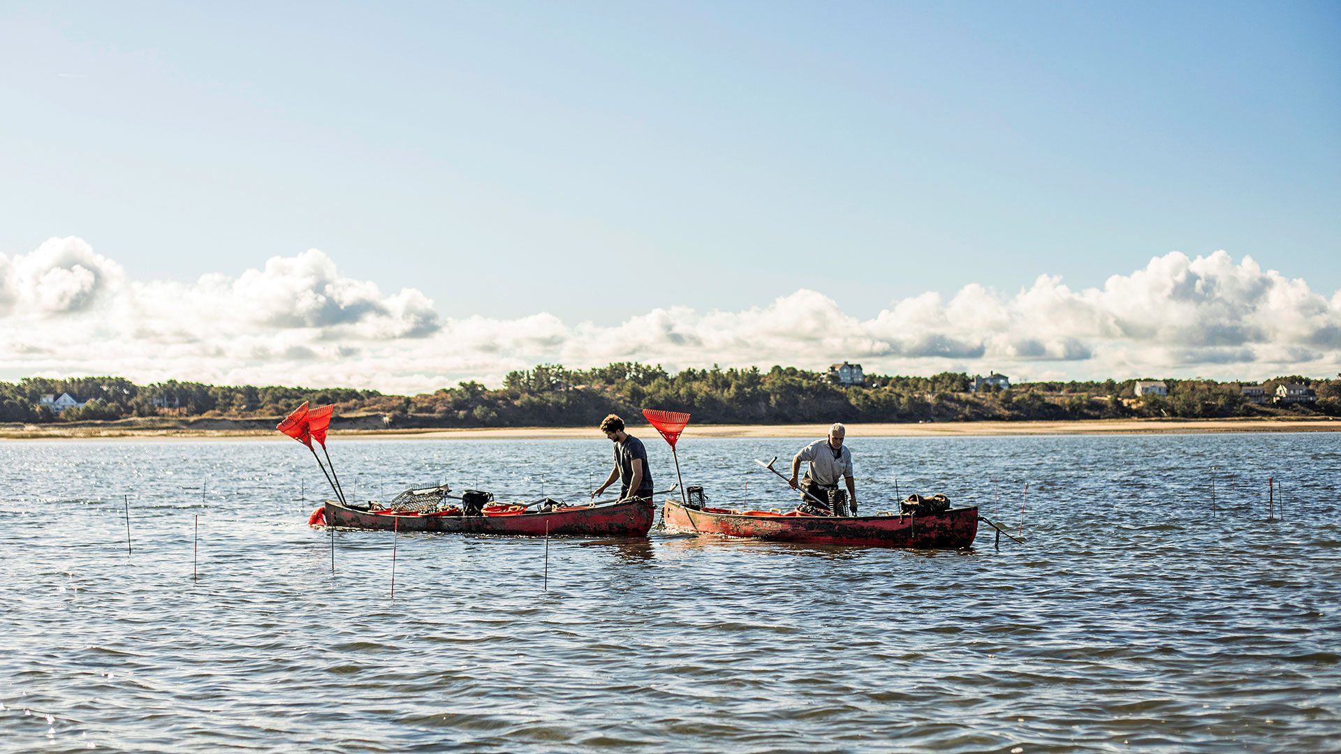 Shellfish farmer Jim O'Connell and his nephew James Multpeter harvest clams on their farm in Wellfleet.