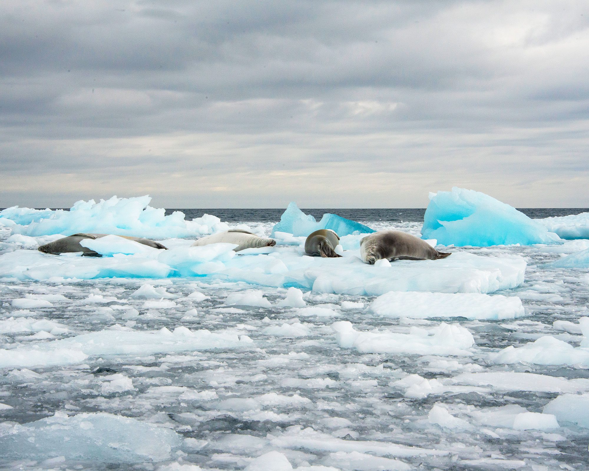 A harem of Weddell seals sun themselves on a chunk of sea ice near Palmer Station, Antarctica.