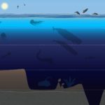 ocean zones