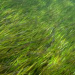 seagrass