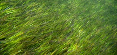 seagrass