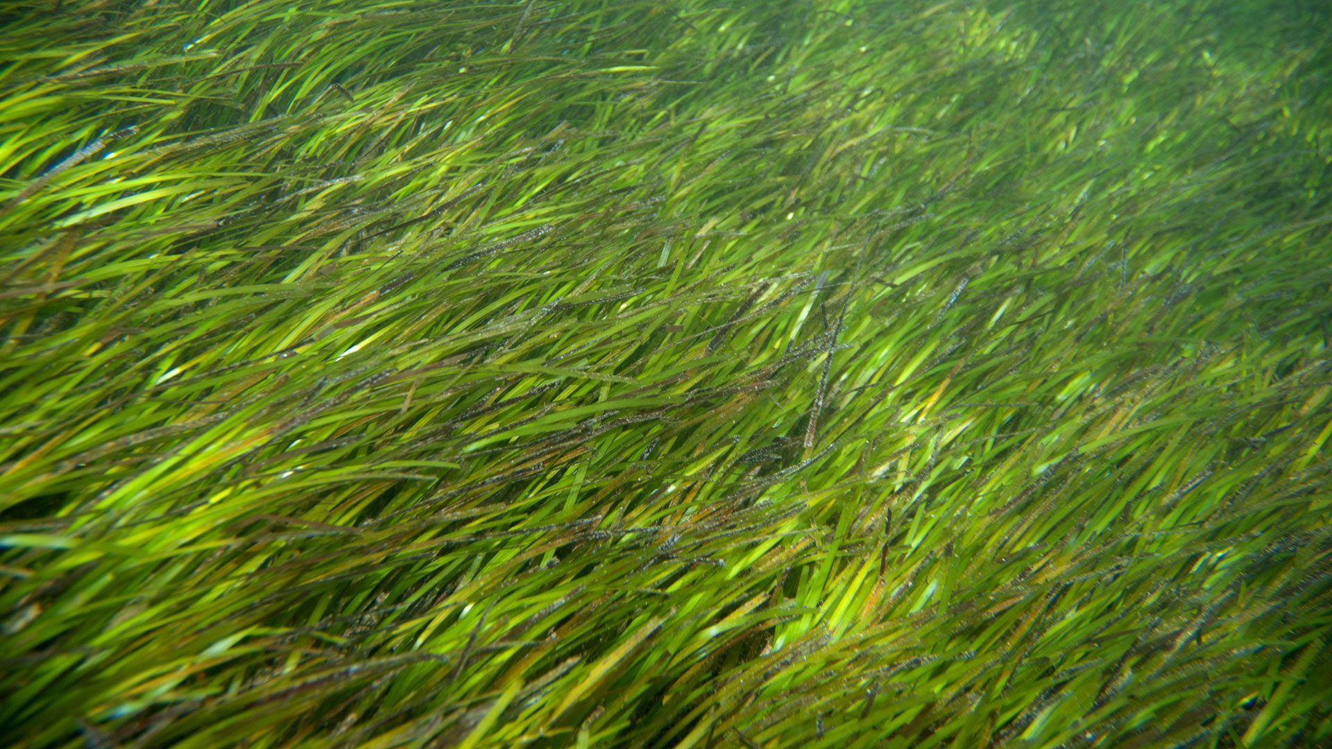 Healthy Seagrass Forms Underwater Meadows That Harbor Diverse Marine Life