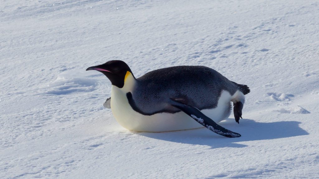 A single Emperor Penguin belly sliding out on the ice.