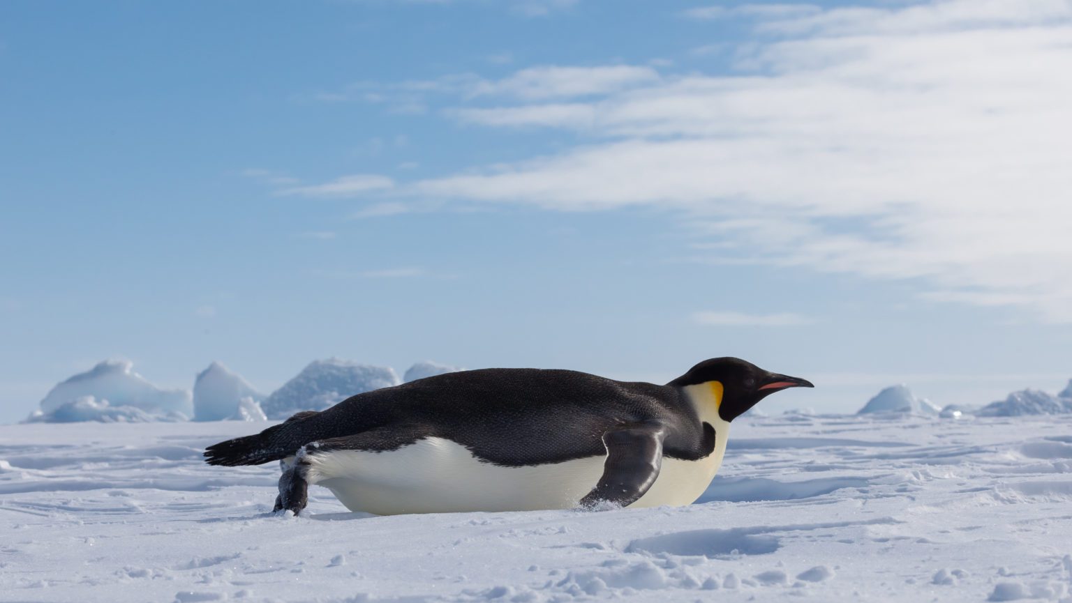 Why do emperor penguins toboggan? - Woods Hole Oceanographic Institution