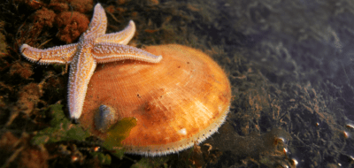 scallop and starfish