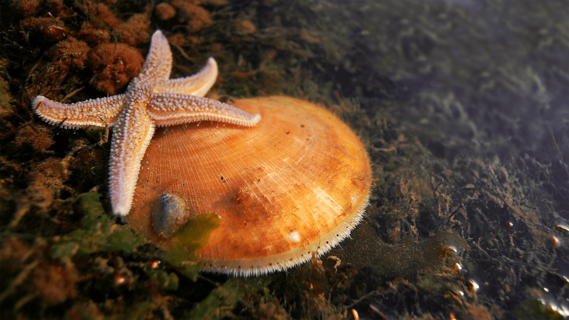 scallop and starfish
